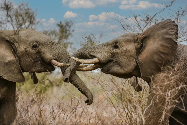 African Elephants