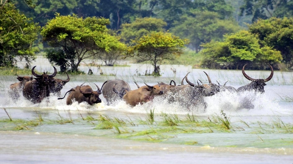 assam-flood-kaziranga Assam Floods: When Rivers Claim the Land